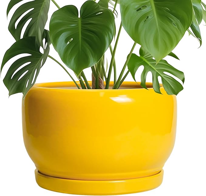SQOWL 10 Inch Plant Pot by SQOWL
