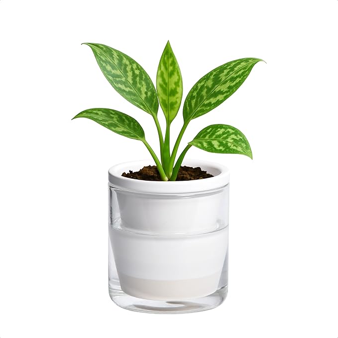D'vine Dev 4 Inch Design Self Watering Planter by DvineDevPlanterPotsandStand