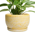 SQOWL Ceramic Flower Pots by SQOWL