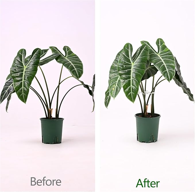 5PCS Monstera Plant Support Hook White 4.1 * 4.1 Inch – Set of 5 Durable Metal - Image 3
