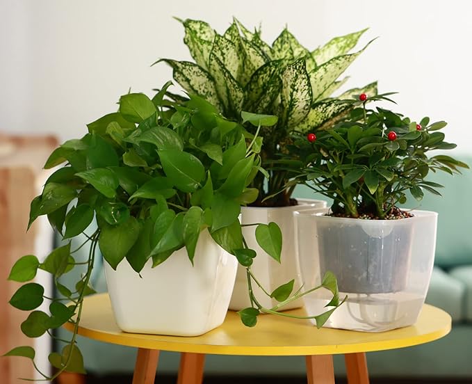12-Pack Clear Self Watering Planters - Image 7