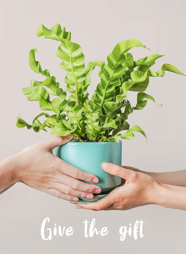 LE TAUCI Ceramic Plant Pots, 4.3+5.3+6.8 inch, Planters - Image 7