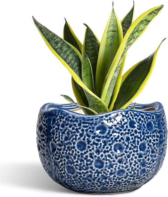 Ceramic Pots for Plants by Thirtypot