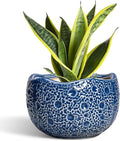 Ceramic Pots for Plants by Thirtypot