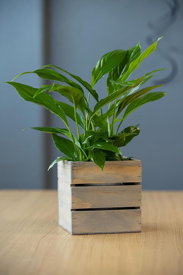 Wood Planter Box with Wine Crate Styled, 5 Inch Square, Rustic Barn Wood - Image 4