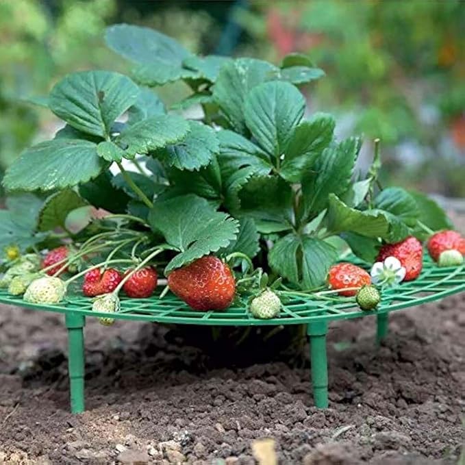 Iceyyyy 5 Pack Strawberry Plant Support by Iceyyyy