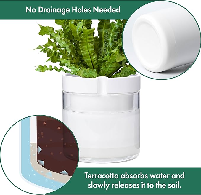 Phoenix Vine 8 Inch Self Watering Planter - Image 5