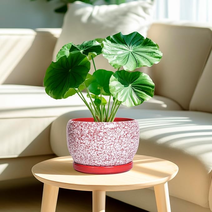 SQOWL Ceramic Pots for Plants - Image 2