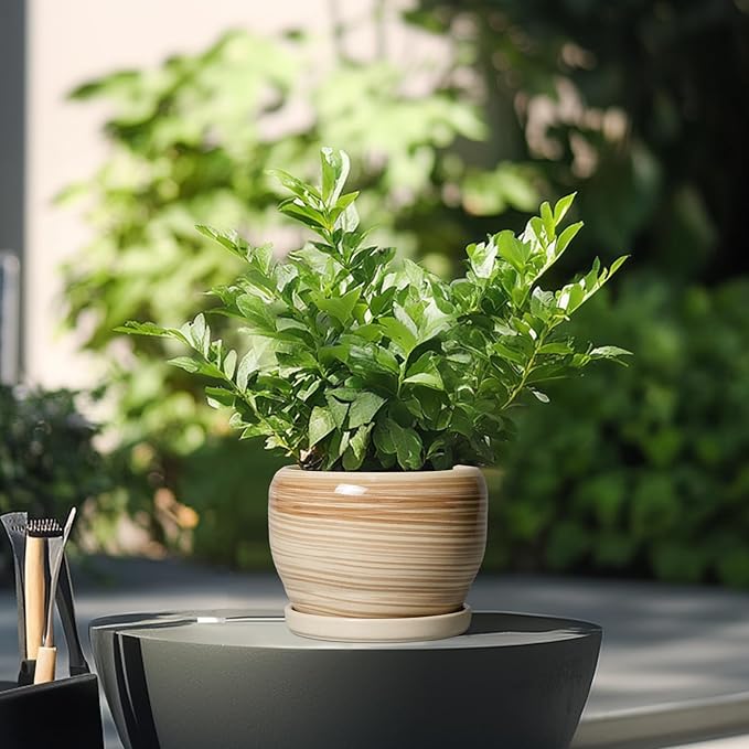 SQOWL Ceramic Pot for Plants - Image 4