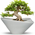 Bonsai Pots 13 Inch by Teagas