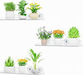 Lifewit Window Plant Floating Shelves 14.6x3.6, 3 Pack Acrylic Suction Cup Shelf by Lifewit