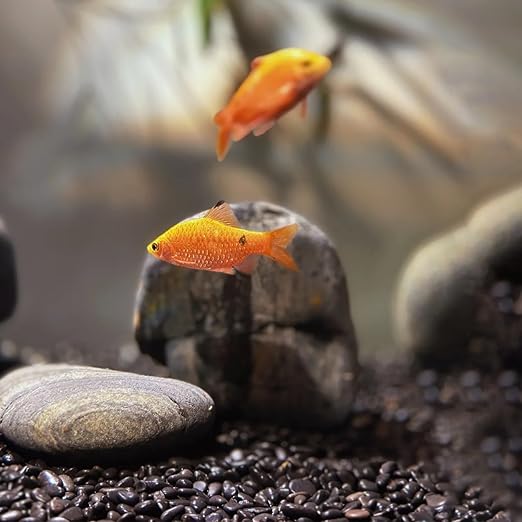 12lb Black Rocks for Planters- 1/4" - Image 7