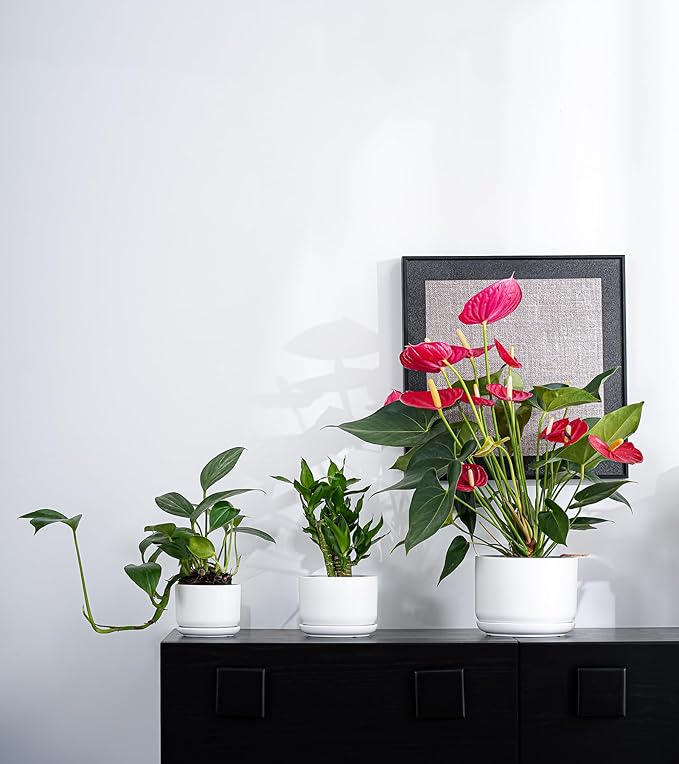 Ton Sin Plant Pots, 4.1+5.1+6.5 inch, Ceramic Planters - Image 5