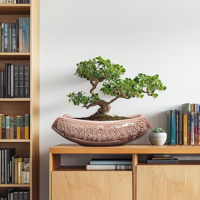 Large Bonsai Pots - Image 3
