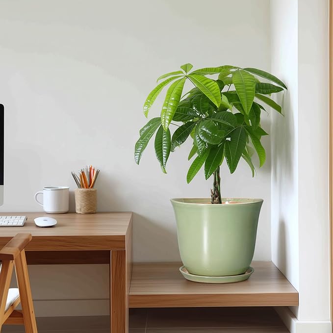 Ceramic Pots for Plants - Image 7