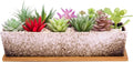 Succulent Pots - Large Succulent Planter Pots by ARTKETTY