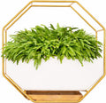 IRYL Wall Planter for Indoor Plants by Unknown
