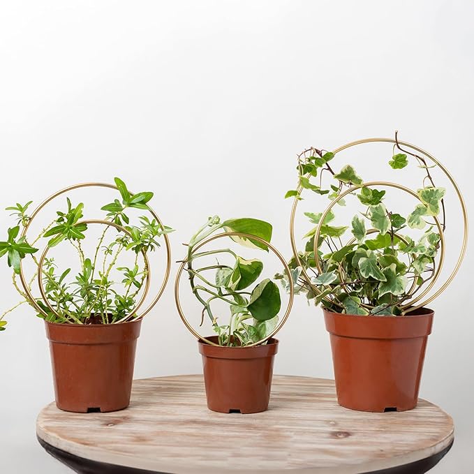 Mirthdino Hoya Trellis- Metal Plant Trellis Indoor 3-Pack by Goooxim
