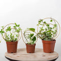 Mirthdino Hoya Trellis- Metal Plant Trellis Indoor 3-Pack by Goooxim