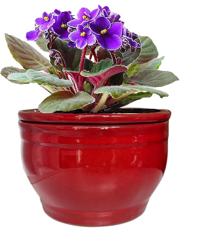 African Violet Pots Self Watering Round Ceramic Violet Pot by Dphagesy