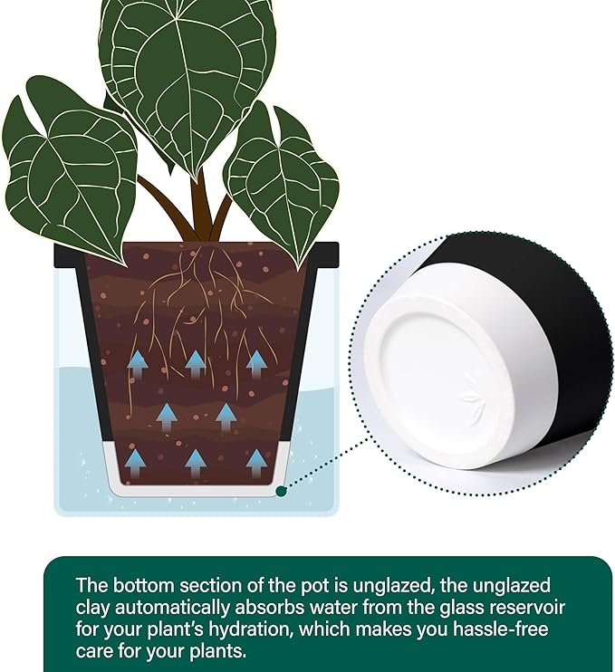 D'vine Dev 6 Inch Design Self Watering Planter - Image 6