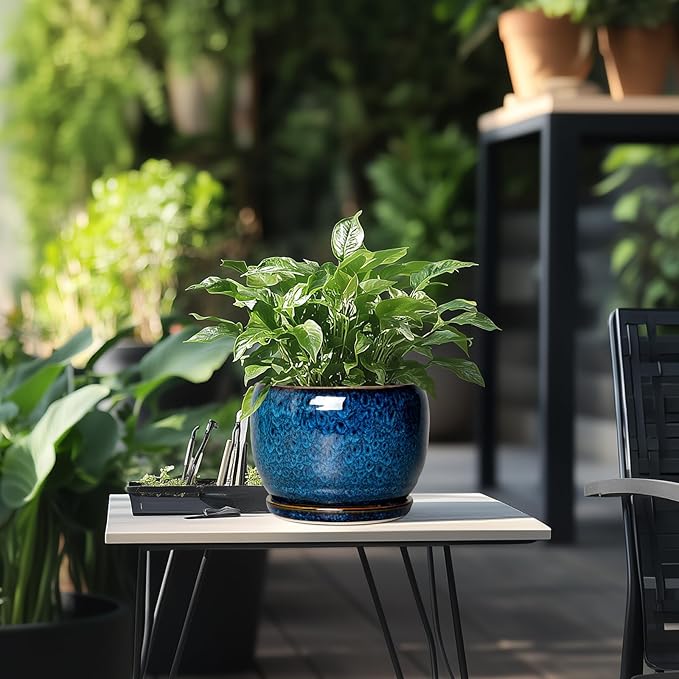 SQOWL Ceramic Planter 8 Inch - Image 6