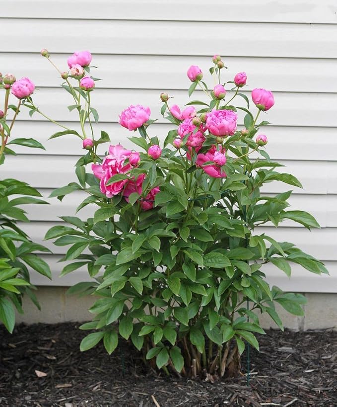 MTB Supply 5 Pack 36" x 18" Peony Double Ring Plant Support, Plant Support - Image 6