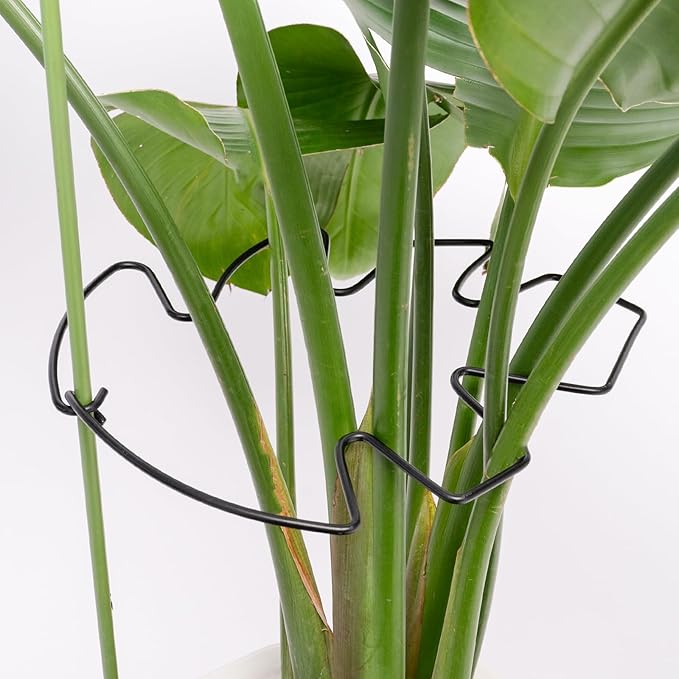 5PCS Black Monstera Plant Stem Support 9x7.6in - Image 7