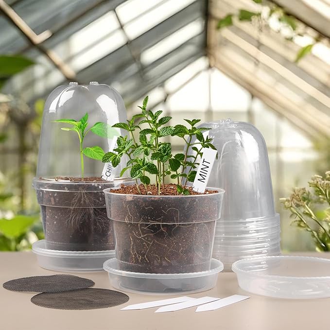 BTPLASTIK 6 Inch Clear Nursery Pots - Image 6