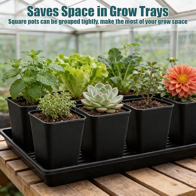Nursery Pots 6 Inch 40 Pcs, Plastic Seed Starting Pot - Image 3