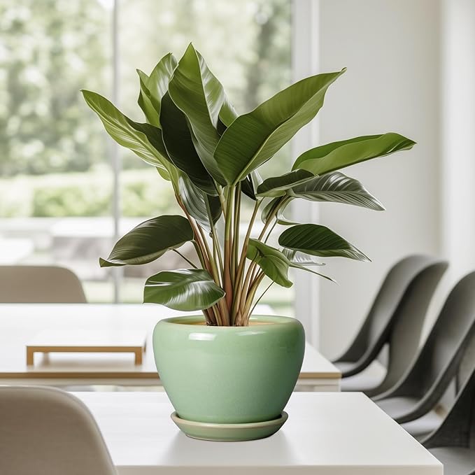 6 Inch Plant Pot - Image 7