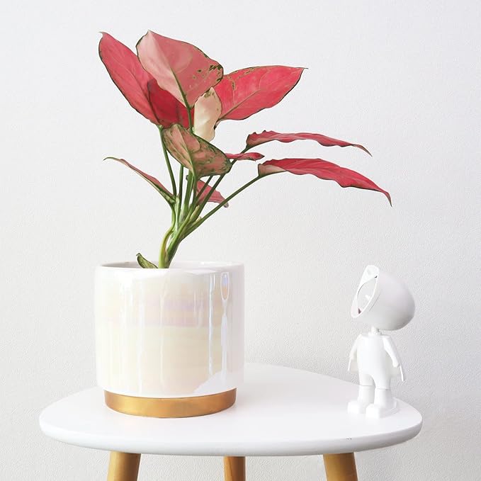 Gepege White Indoor Pots for Plants, Ceramic Planter - Image 7