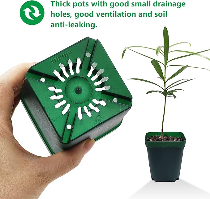 Square Nursery Succulent Pots 4 Inches 60 Pcs Deep Flower Plant Nursery - Image 5