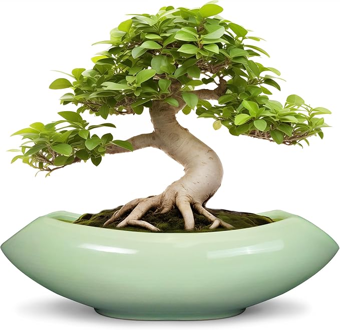 Ceramic Bonsai Pots by Teagas