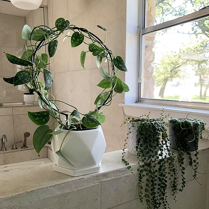 Acrux7 10 Pcs Circle Indoor Plant Trellis - Image 7