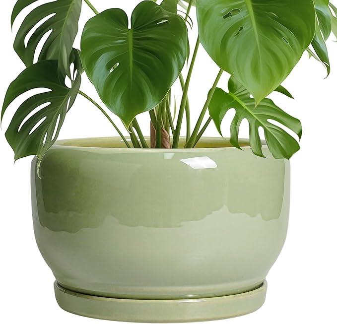 SQOWL Ceramic Planter by SQOWL