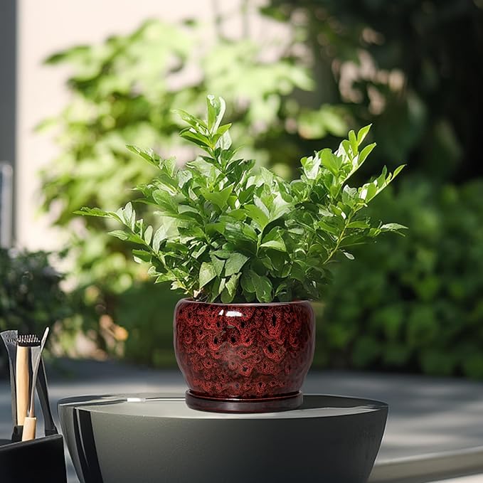 SQOWL Ceramic Pot for Plants - Image 4