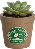 Gardening Gifts for Women: Hand-Painted 3D Art Cute Succulents Planter by Unknown