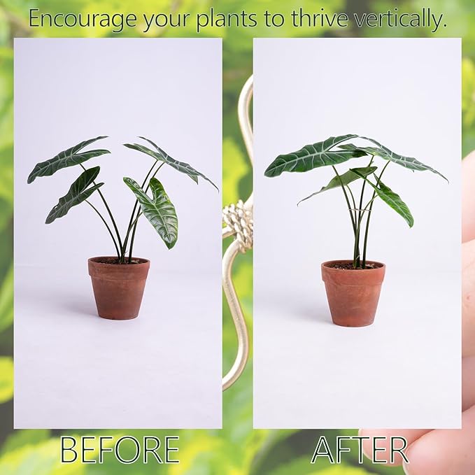 Monstera Plant Stem Support Set - Image 3