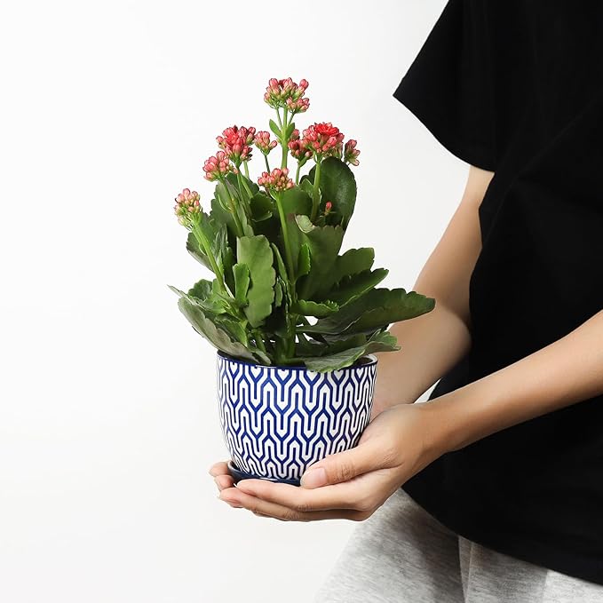 Selamica Ceramic Plant Pots, 4.6 Inch Flower Pots - Image 2