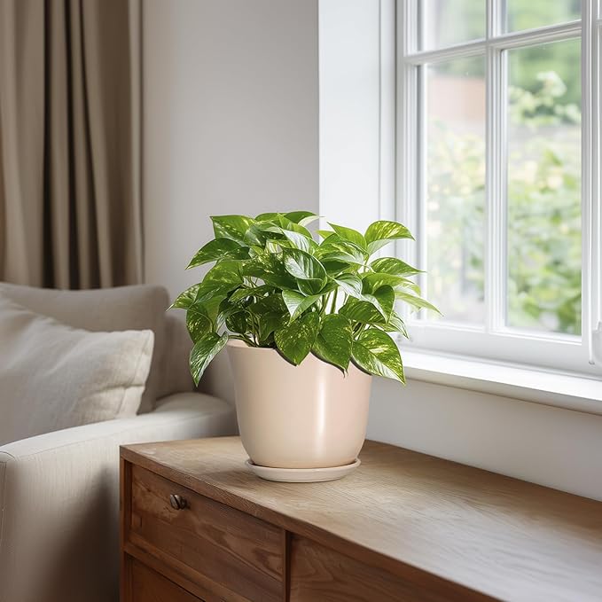 Ceramic Pots for Plants - Image 5