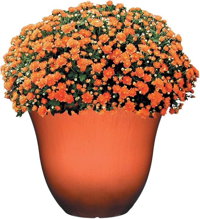 Classic Home & Garden Resin Flower Pot Planter - Image 3