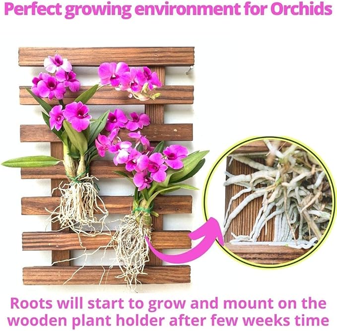 ShopLaLa Wall Planter – Wooden Air Plant Succulent Holder Hanger Indoor Outdoor - Image 5