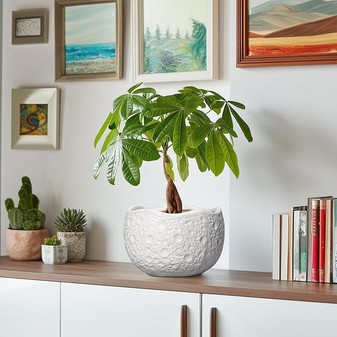 Ceramic Plant Pot - Image 6
