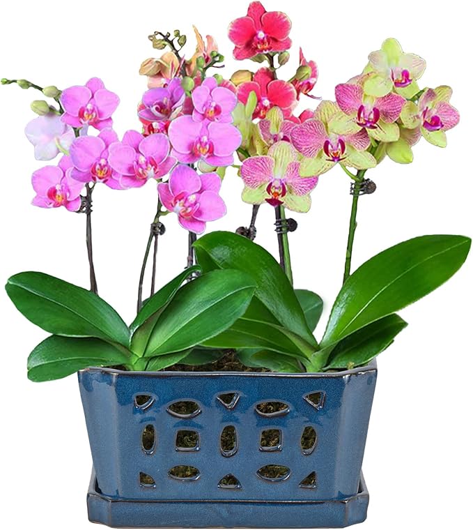 W&W Orchid Pot with Holes and Saucer - Image 7