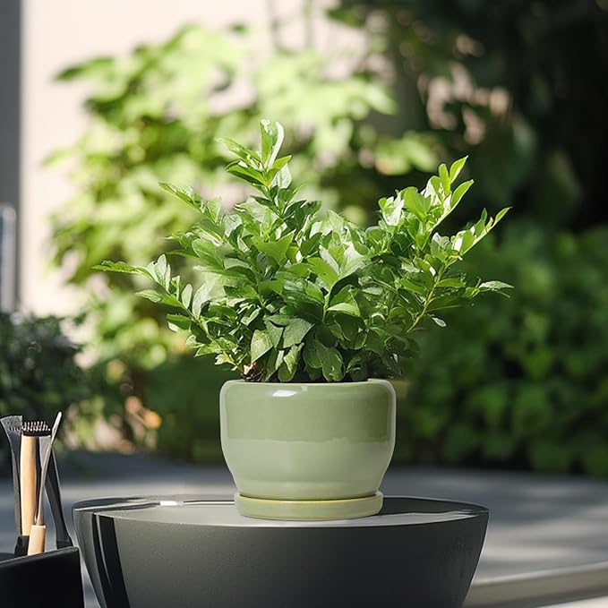 SQOWL Ceramic Pot for Plants - Image 4