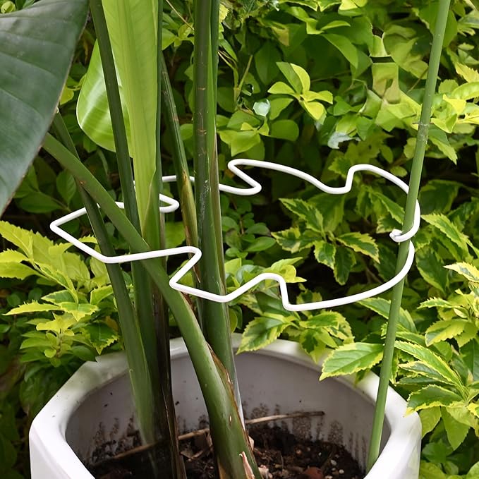 5PCS Monstera Plant Stem Support White 9 * 7.6in - Image 7
