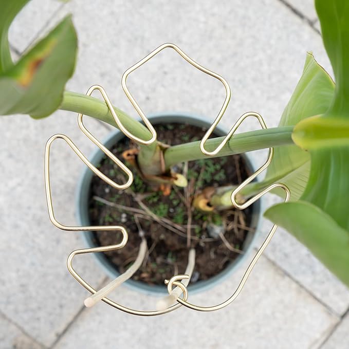 Monstera Stem Support - Image 7