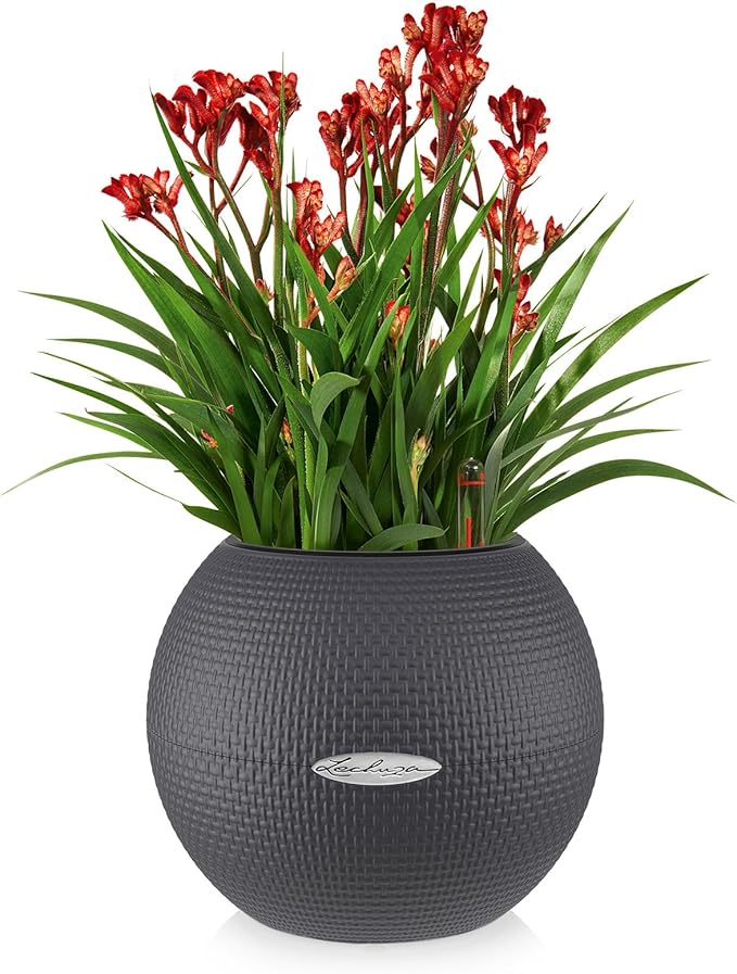 Lechuza Puro Color 20 Slate, Self-Watering Small Indoor Planter, D7.9 H6.3 in - Image 2