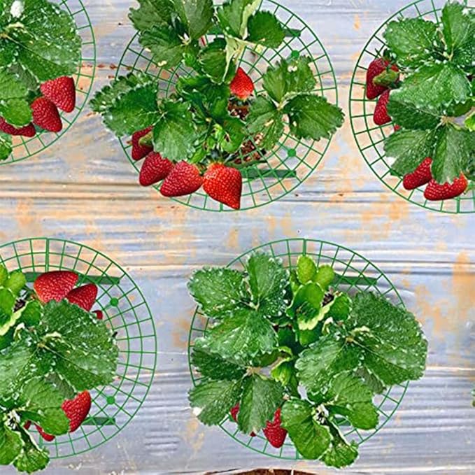 Iceyyyy 5 Pack Strawberry Plant Support - Image 6